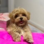 Lawa Maltipoo