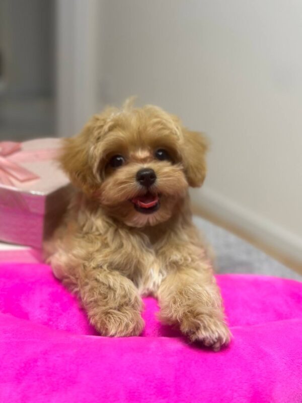 Lona Maltipoo