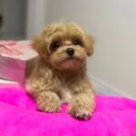 Lona-female-Maltipoo-puppy-for-sale-5