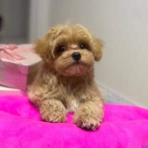 Lona Maltipoo