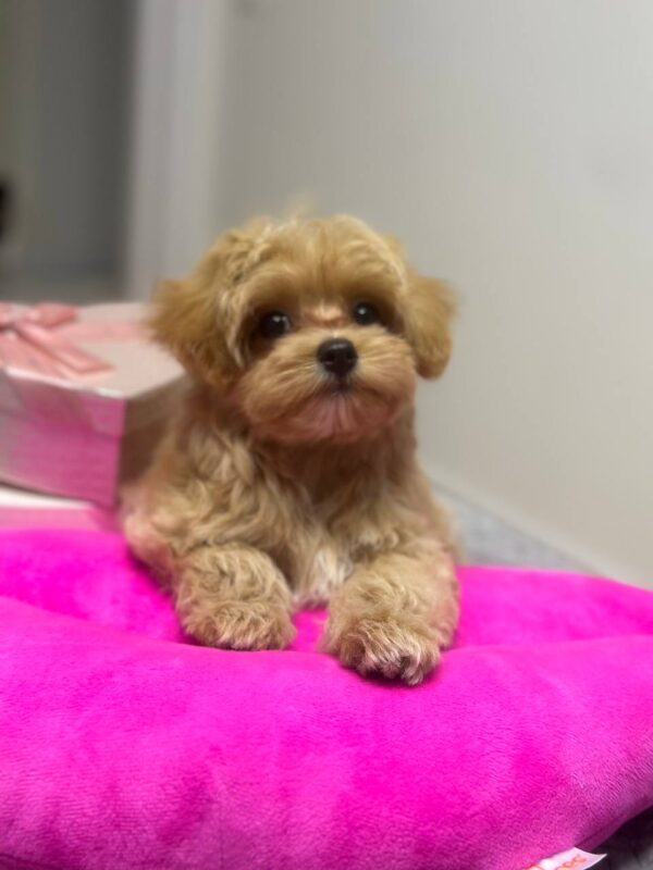 Lona Maltipoo
