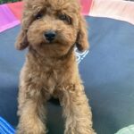 Lona-female-toy-poodle-puppy-for-sale-1 (1)