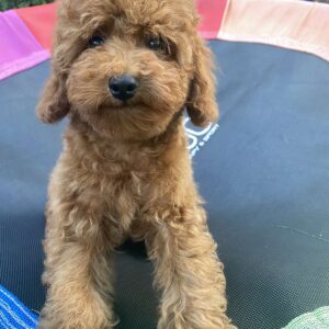 Lona Toy Poodle
