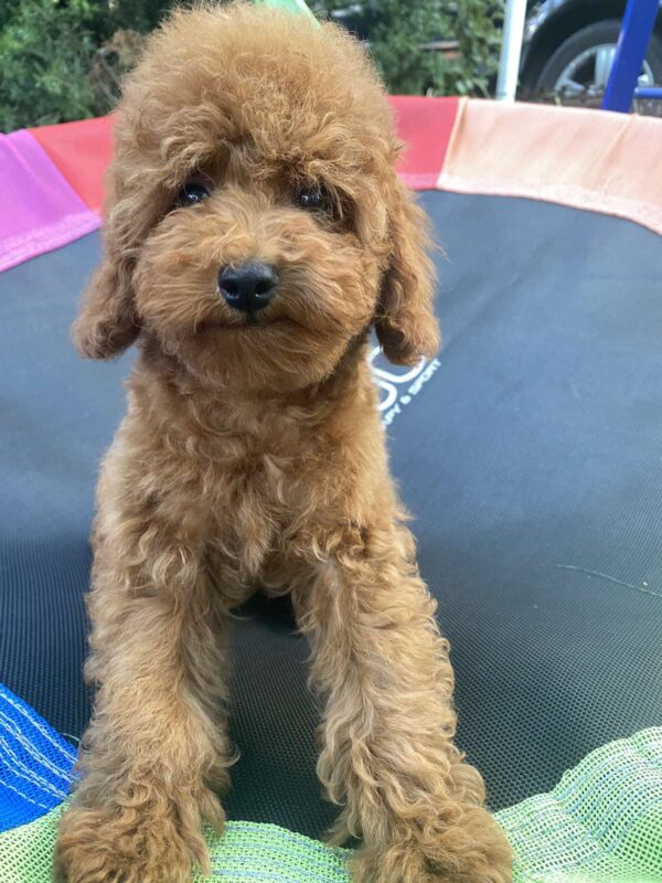Lona Toy Poodle