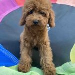 Mika Toy Poodle