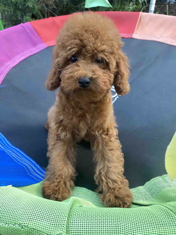 Lona Toy Poodle