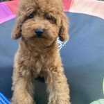 Lona-female-toy-poodle-puppy-for-sale-1 (3)