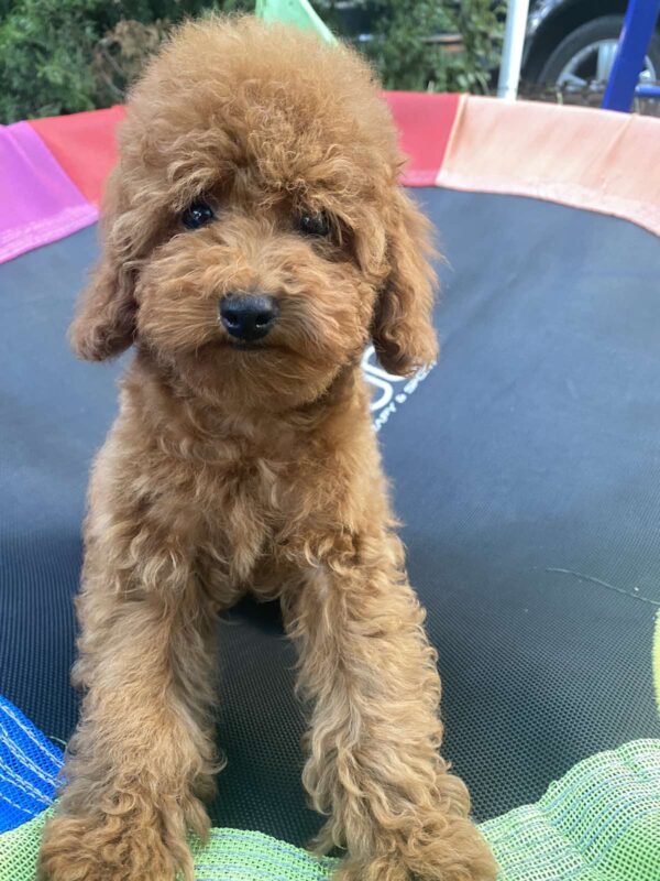 Lona Toy Poodle