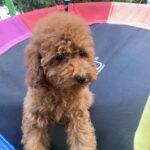 Lona-female-toy-poodle-puppy-for-sale-1 (4)