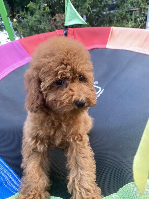 Lona Toy Poodle