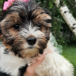 Lossi Biewer Yorkshire Terrier