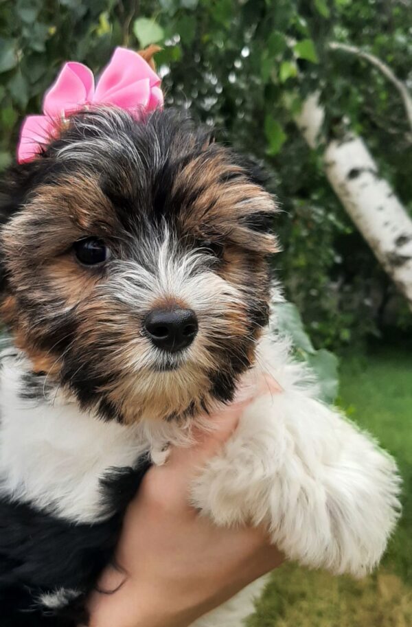 Lossi Biewer Yorkshire Terrier