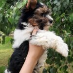 Lossi-female-Biewer-Yorkshire-Terrie-puppy-for-sale-1 (2)