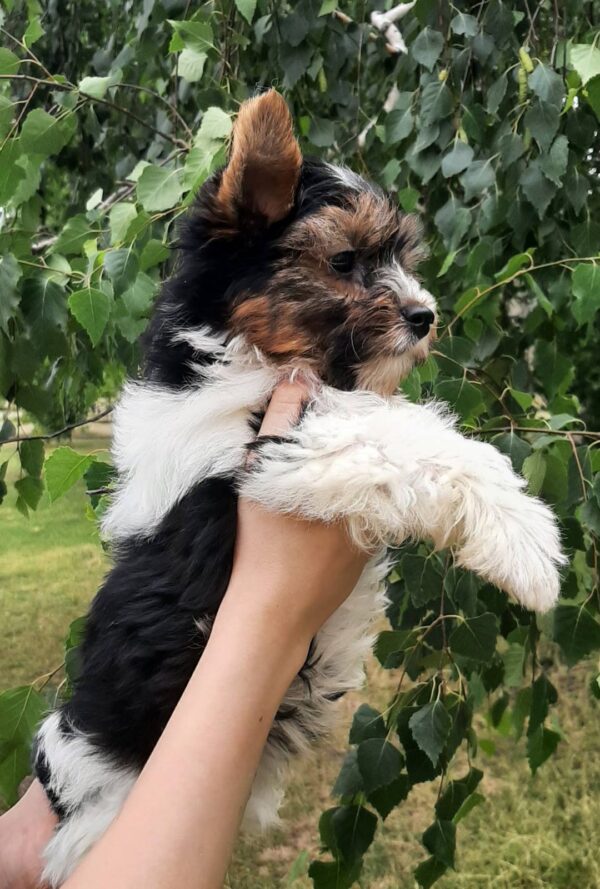 Lossi Biewer Yorkshire Terrier
