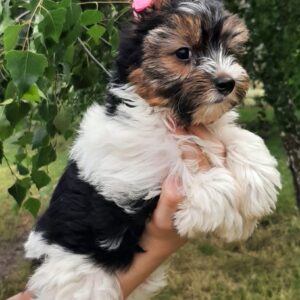 Lossi Biewer Yorkshire Terrier