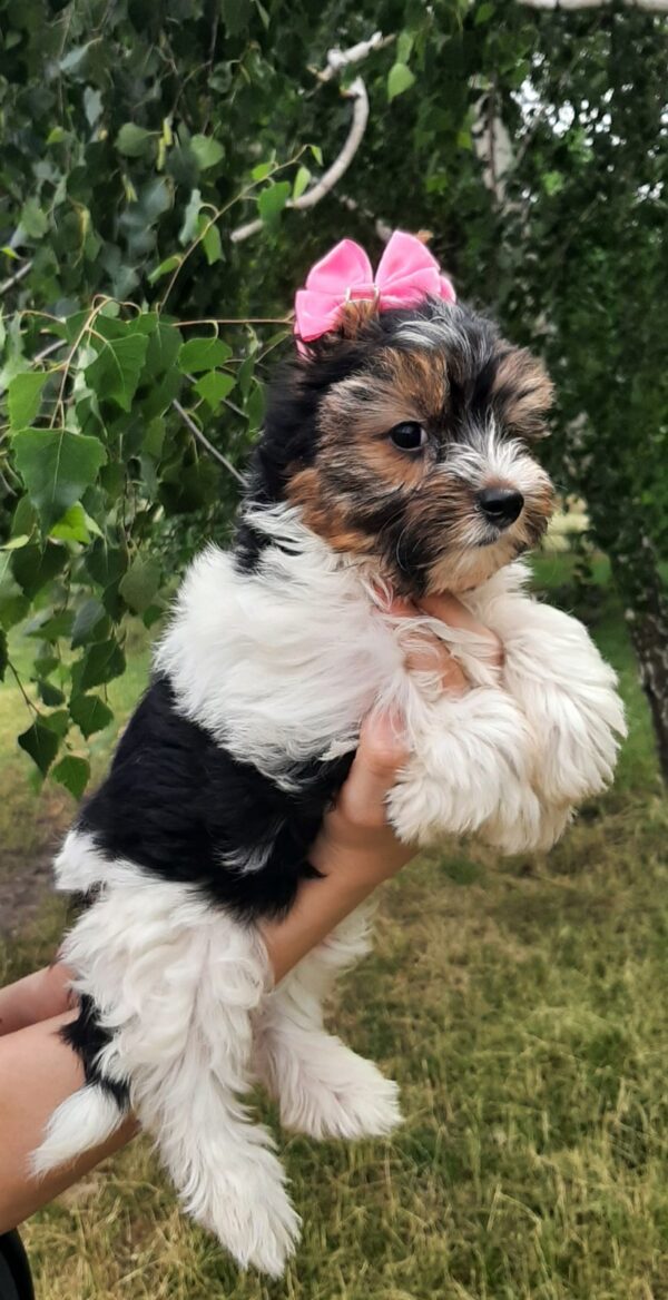 Lossi Biewer Yorkshire Terrier