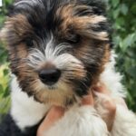 Lossi-female-Biewer-Yorkshire-Terrie-puppy-for-sale-1 (4)