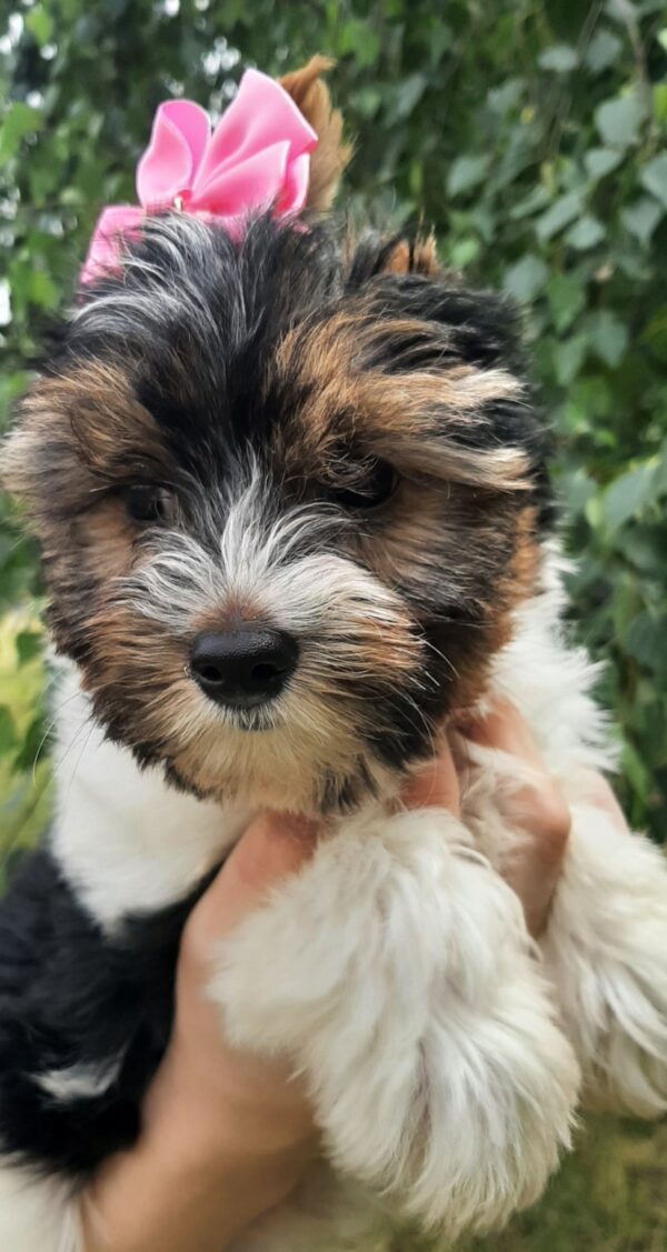 Lossi Biewer Yorkshire Terrier