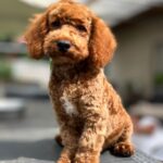 Lucky-male-golden-doodle-puppy-for-sale- (1)