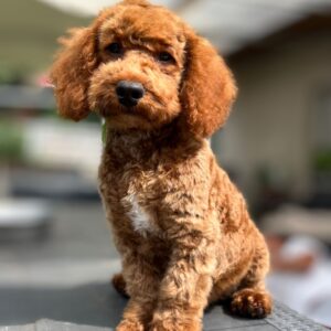 Lucky Goldendoodle