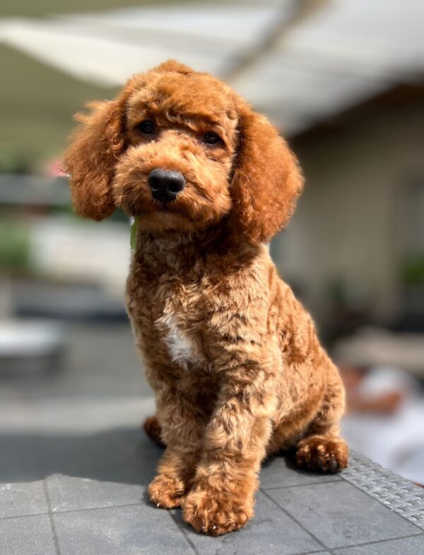 Lucky Goldendoodle