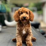 Lucky-male-golden-doodle-puppy-for-sale- (2)