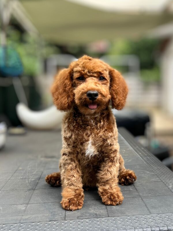 Lucky Goldendoodle