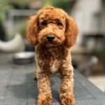 Lucky-male-golden-doodle-puppy-for-sale- (3)