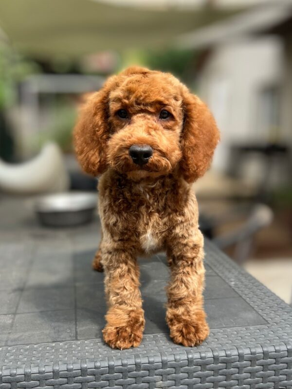 Lucky Goldendoodle