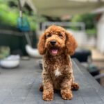 Lucky-male-golden-doodle-puppy-for-sale- (4)