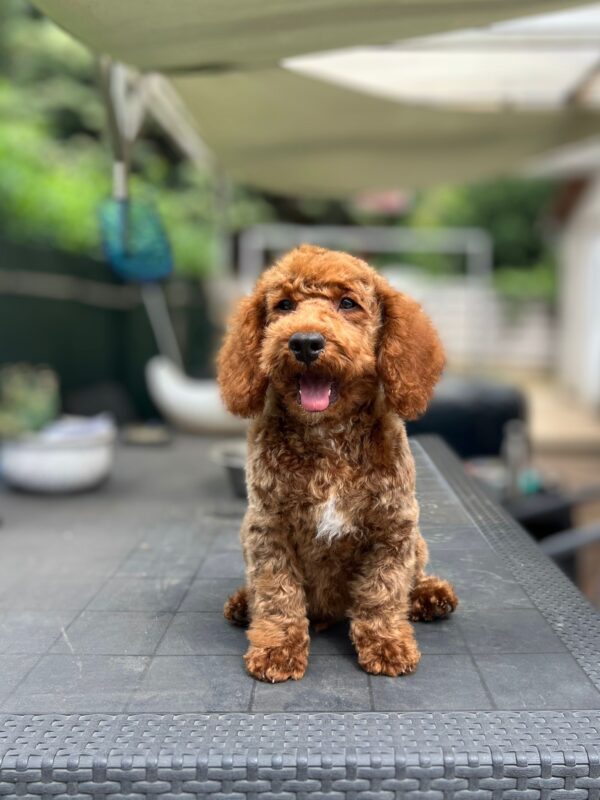 Lucky Goldendoodle