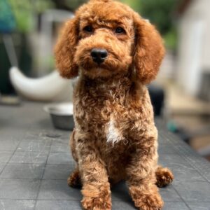 Lucky Goldendoodle