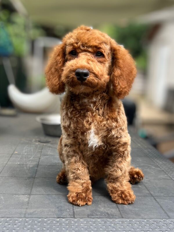 Lucky Goldendoodle