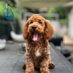 Lucky-male-golden-doodle-puppy-for-sale- (6)