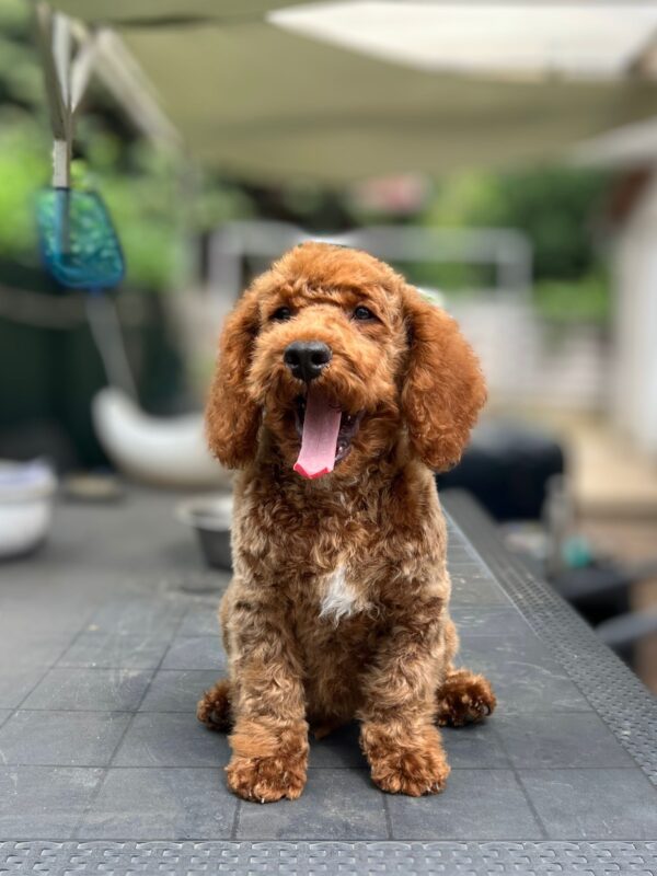 Lucky Goldendoodle
