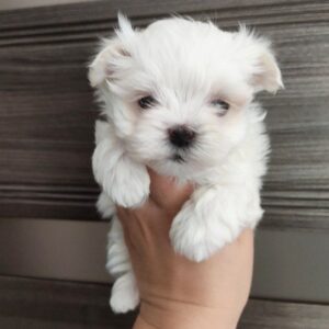 Luna Maltese