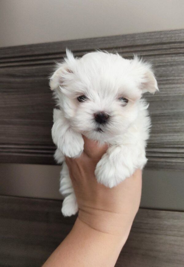 Luna Maltese