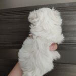 Luna-female-Maltese-puppy-for-sale-2