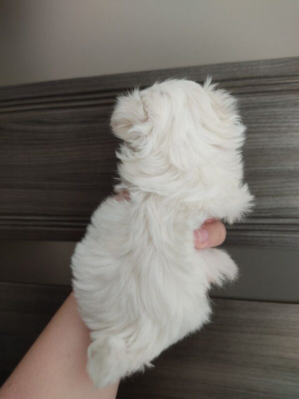 Luna Maltese