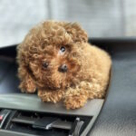 Bella Toy Poodle