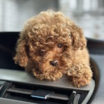 Luntik-male-maltipoo-puppy-for-sale-1 (2)