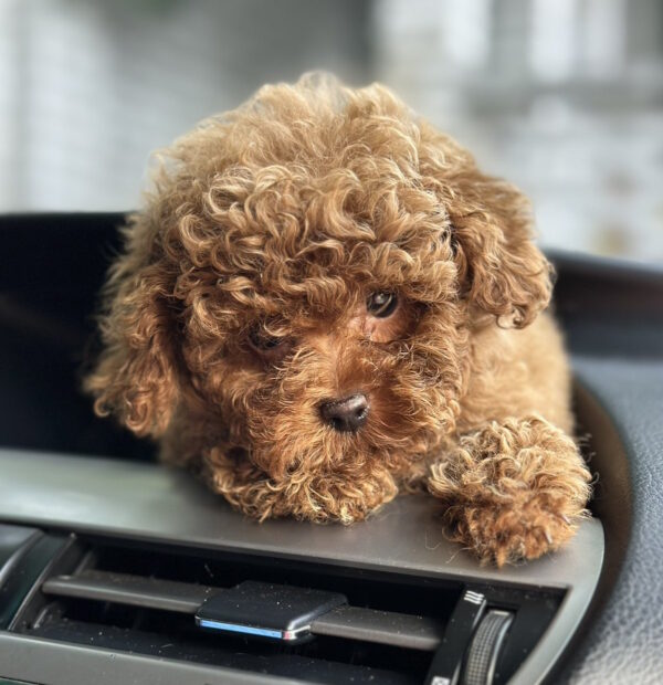 Luntik Toy Poodle