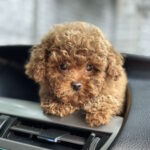 Luntik-male-maltipoo-puppy-for-sale-1 (3)