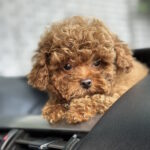 Luntik-male-maltipoo-puppy-for-sale-1 (4)