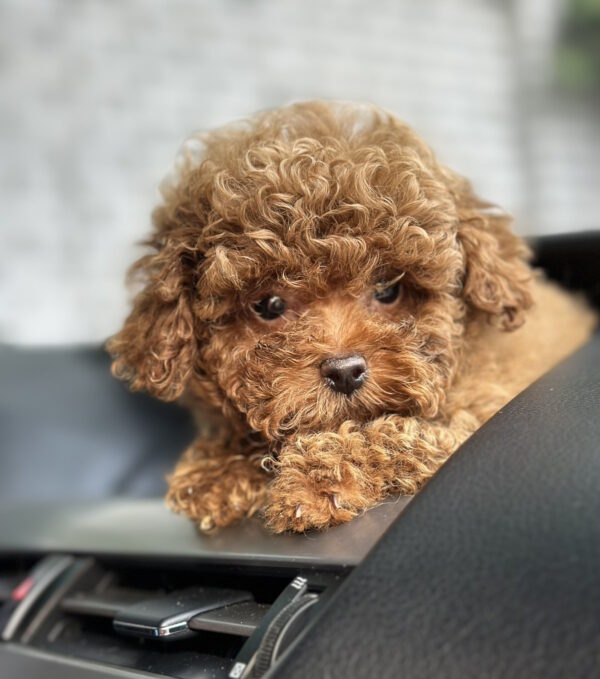 Luntik Toy Poodle