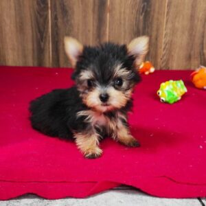 Luxio Yorkshire Terrier