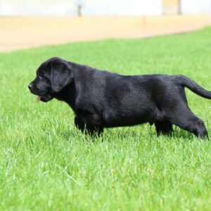 Macho Labrador Retriever