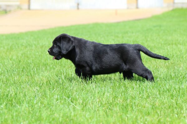 Macho Labrador Retriever