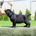 Macho-male-labrador-retriver-puppy-for-sale-1 (2)
