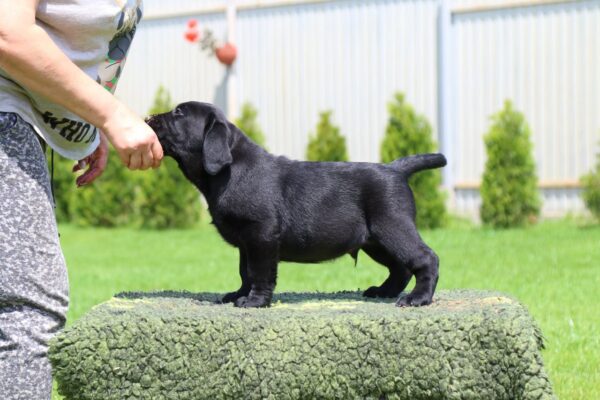 Macho Labrador Retriever